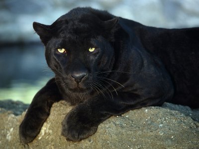 Panther closeup.jpg